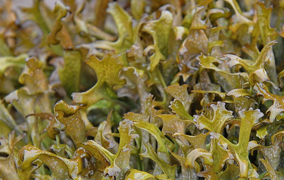 Исландски лишей (Cetraria islandica) Исландски лишей (Cetraria islandica)